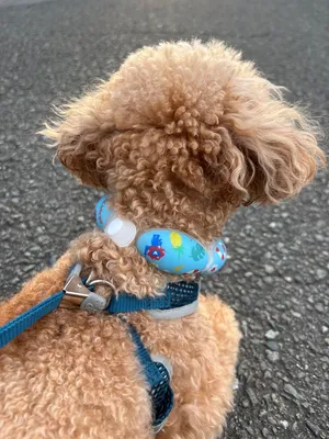 EXPO2025 ミャクミャク SUO 18°ICE for dogs CANDY | SUO